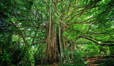 Strangler-pattern-fig-tree Strangler-pattern-fig-tree